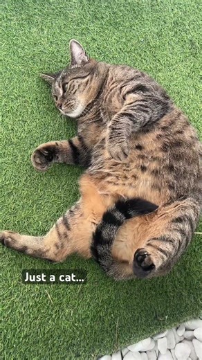 Lazy Cat Melt Mode 🐾 | Ultimate Relaxation Vibes