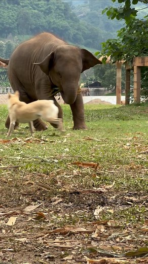 Lek Chailert on Instagram: "Lek Lek defending her territory, so cute น้องเล็ก เล็ก กับการทำหน้าที่ปกป้องอาณาเขตของเธอ น่ารักจริงๆ @saveelephantfoundation @elephantnaturepark @elephantsaustin @trunksupofficial @stews4elephants @gentlegiantselephant @thedodo #babyelephants #elephant #éléphant #veganfortheanimals #nannylife @serengeti.foundation @worldwomenwork"