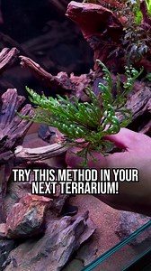 Have you tried this method before? 🤔 Planting terrestrial plants on wood is simple! We soaked some sphagnum moss, wrapped it around the roots, & planted! Be sure to cover any exposed roots with the sphagnum moss 😎 This will help better retain moisture, allow aeration, & prevent root rot. Save this reel to make planting your next terrarium easier 🌱 #terrarium #paludarium #terrariumdesign #diyterrarium #palud | Buce Plant