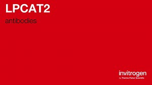 LPCAT2 antibodies from Thermo Fisher Scientific