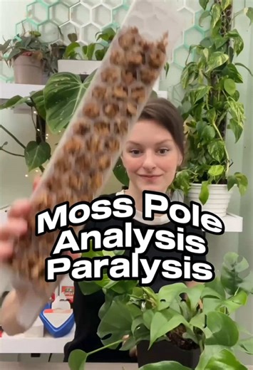 Choosing the Best Moss Poles for Indoor Plants