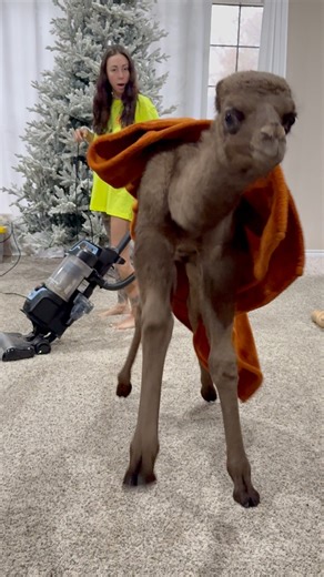 Now I see why the trees not decorated..🎄 There is a solid reason why the ornaments aren’t up. I can’t explain the tv tho 😂 #Christmas #Holidays #animals #camel #goats | Nick The Wrangler