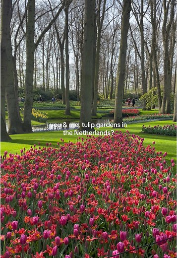 Explore the Beautiful Tulip Gardens in the Netherlands