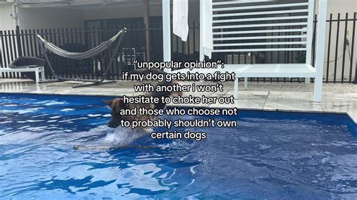 Handling Dog Fights: What Owners Should Know