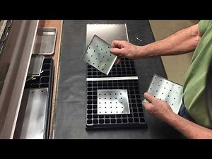 Seeding the 200 plug tray.