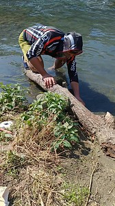 4.9K views · 23 reactions | I caught two fish under the tree #fishing #fishingislife #fish | Ser Ron | Facebook