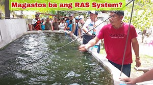 254K views · 4.9K reactions | Tilapia Farmer Switch from RAS System to Biofloc Technology- Watch! | Pinoy Palaboy | Facebook