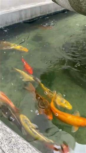 Colorfully fish are playing 🐠