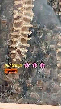 A l'intérieur d'une ruche warré | Inside a warre hive #ruchewarre #warrehive #bees