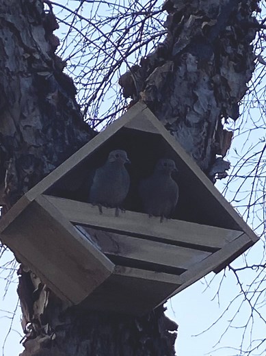 Cedar Dove Nesting Platform • Weather-resistant Bird Shelter - Etsy