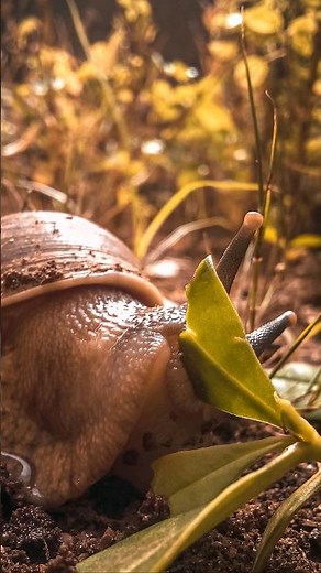 why salt kills slugs and snails⁉️☝️