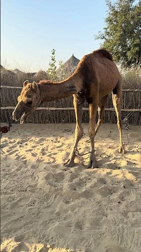 جمل يبكي | Real Camel Voice in Desert 🐪 | Nature Animals World
