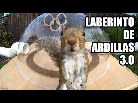 Squirrel Maze 3.0 - The Squirrellympics