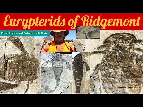 Eurypterids of Ridgemont. Fossil Hunting and Fossil Collecting with Chris Trilobite Eurypterid site