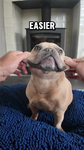 How to bake the perfect loaf of bread 🍞 #bread #baking #bread #dog #funnydog