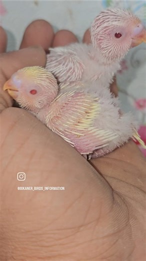 BEAUTIFUL RED EYES BIRD BABY 😍 || RED EYES BUDGIES PARROT. #BUDGIES #babybirds
