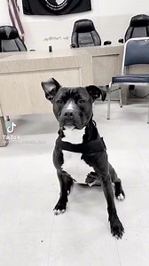 42K views · 2.7K reactions | The second rescue pitty K9 in Pennsylvania ‍了♥️♥️♥️ Credit and to follow Jacks journey: https://vm.tiktok.com/TTPdu992Lu/ #rescuek9jack | Dogs Lives Matter | Facebook