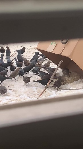 Bird Trapping Techniques: Creative Methods for Catching Birds