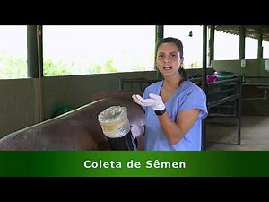 Coleta de Sêmen - Minuto Veterinário