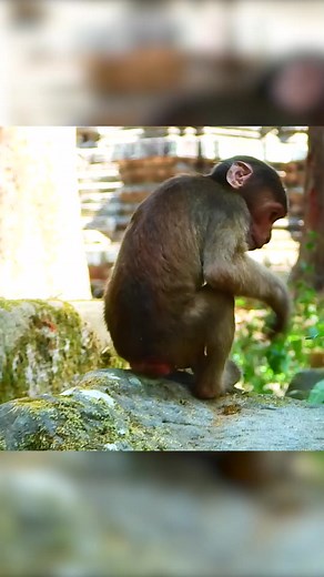 19K views · 218 reactions | Poor abandoned stump tail monkey hopeless after owner abandoned him. Part 8 | Monkey Magic | Facebook