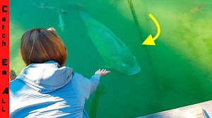 Meet the World Record Tilapia Pet Fish