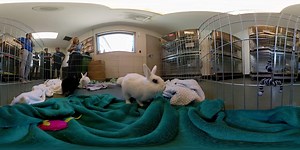 More than 1,000 rabbits have arrived at LA Animal Services shelters just in the last year––and they can get a bit lonely. Staff and volunteers arrange playdates in an effort to build their social skills and match compatible bunny buddies with each other, as well as their future owners. Watch the rabbits play around in 360 at the East Valley Animal Services shelter, here: | KTLA 5 News