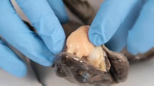 Watch Frog dissection tips on Amazon Live