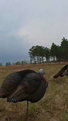 Spring Turkey Hunting Tips and Techniques