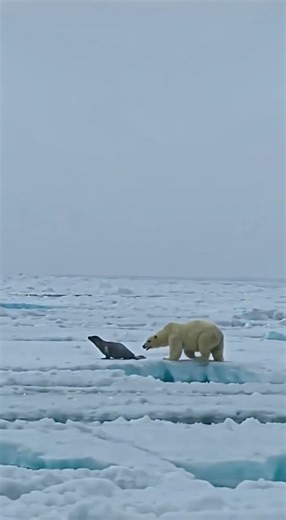 Polar Bear Hunting a Seal