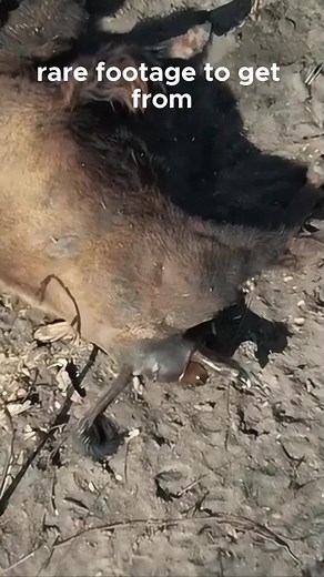Rare Footage: Bison Birth in Oklahoma Pasture