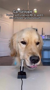 120K views · 3.6K reactions | On today’s episode of crunchy ASMR: Summer Foods☀️⛱️ version of 5 human foods you can share with your dog  | pearl.the.golden.girl | Facebook