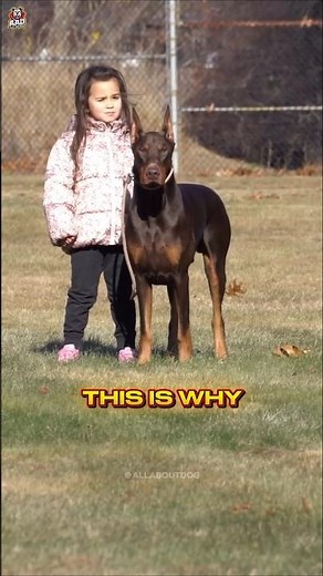 This Is Why Dobermans Are the BEST Guard Dogs 🐕🔥 #Shorts