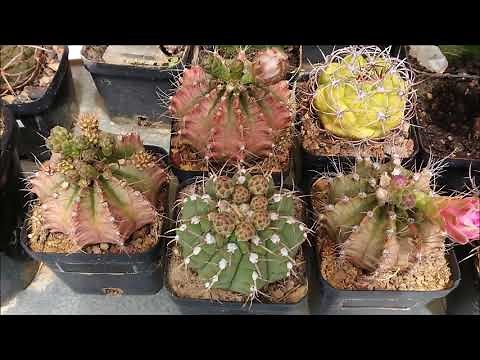 Cactus Collection - Spring Tour 2017