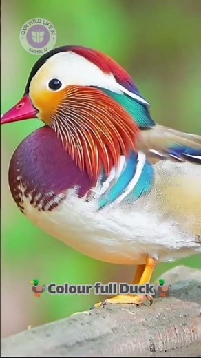 Stunning Mandarin Duck in Natural Habitat 🦆💖