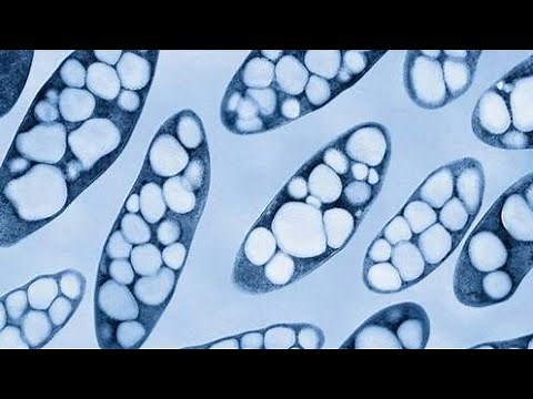 Biosynthesis of PHA |