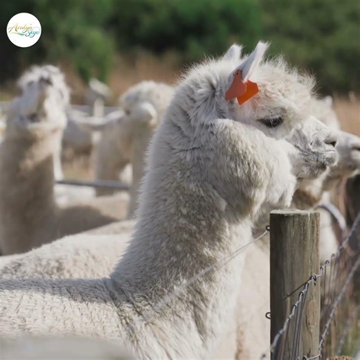 Don’t Mess With This Cute Animal… It SPITS 😳🦙