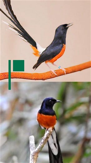 8.8K views · 57 reactions | fakta murai batu, burung penyanyi alam yang jadi idola di Indonesia #burungmuraibatu #muraibatu | Fakta Unik dan Menarik | Facebook