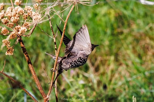 „Und ein Vogel im Flug ist die Seele in Bewegung.“ — Khalil Gibran 🕊️ Über dem Watt trägt der Wind ihre Spuren. Und für einen Augenblick fühlt sich alles leichter an. 🌊🌾 #vogelfotografie #naturfotografie #wattliebe #kuestenmoment #fotografie_lebensraum