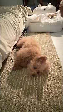 방바닥이 뜨끈하니 곰아지가 뒹굴뒹굴