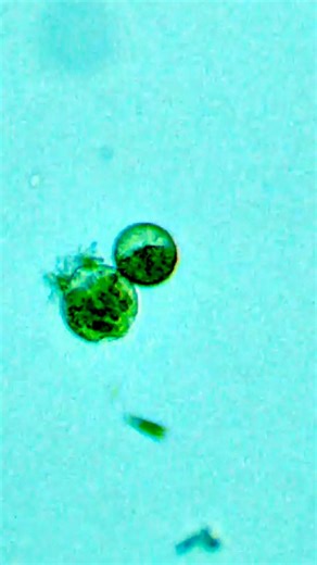 🔬 Microscopic Mystery!