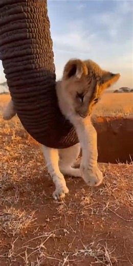 Elephant Saves Baby Lion Stuck in Pit (Heartwarming)