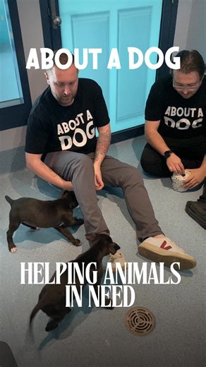 62K views · 477 reactions | Every Roll Makes a Difference About A Dog toilet paper is Aussie-made, 100% recycled, and donates 50% of profits to animals in need.  50% of profits go to animal rescue & care  Proudly Aussie-made ♻️ 100% recycled paper  Supports shelters & wildlife rescues  Wipe with purpose – small act, big impact Every roll helps protect animals and the planet. | About A Dog Australia | Facebook