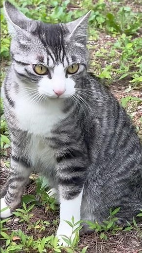 Cat ASMR 🐾 Maro has Airplane Ears! What did he see? ✈️