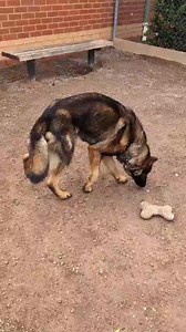 88K views · 3.3K reactions | WE’VE GOT YOU, KING  A few weeks ago,...