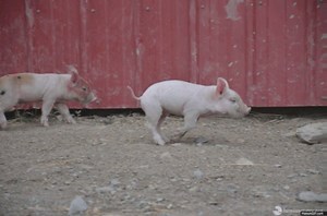 14K views · 1.2K reactions | #FunFact Pigs can run up to 11 miles an hour, until they get too chubby (which is like everyone, really). And piglets start running early — within a few days they are tearing all over the place! Even as adults they love to run but are more into quick sprints than endurance races. Uncover all 14 Farm Sanctuary #pigfacts at AnimalsofFarmSanctuary.com! | Farm Sanctuary | Facebook