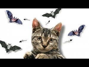 CAT GAME CAT TOY I 2 Flying Bats For Cats 4 Minutes