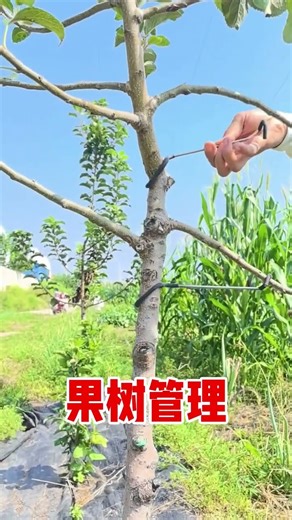 Fruit tree puller #Garden tools #Fruit tree planting