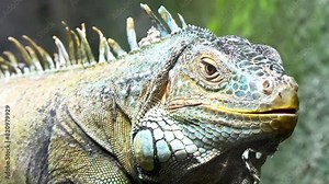 Ordinary American iguana, or green iguana is large herbivorous lizard of the iguana family, leading a daytime tree lifestyle. It lives in Central and South America.