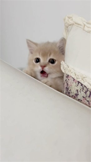 아기고양이랑 까꿍놀이🤎 #고양이 #아기고양이 #cat #cute #kitten