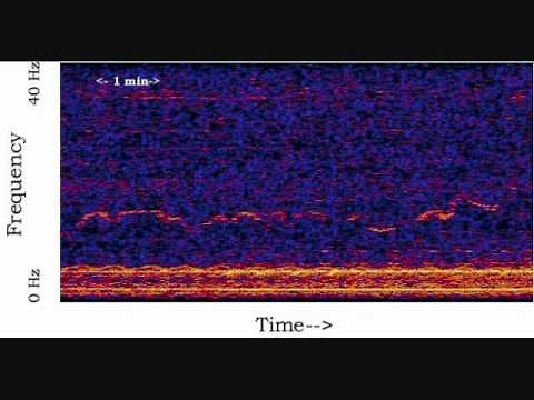 Unidentified Deep Sea Sounds - Whistle (16X)